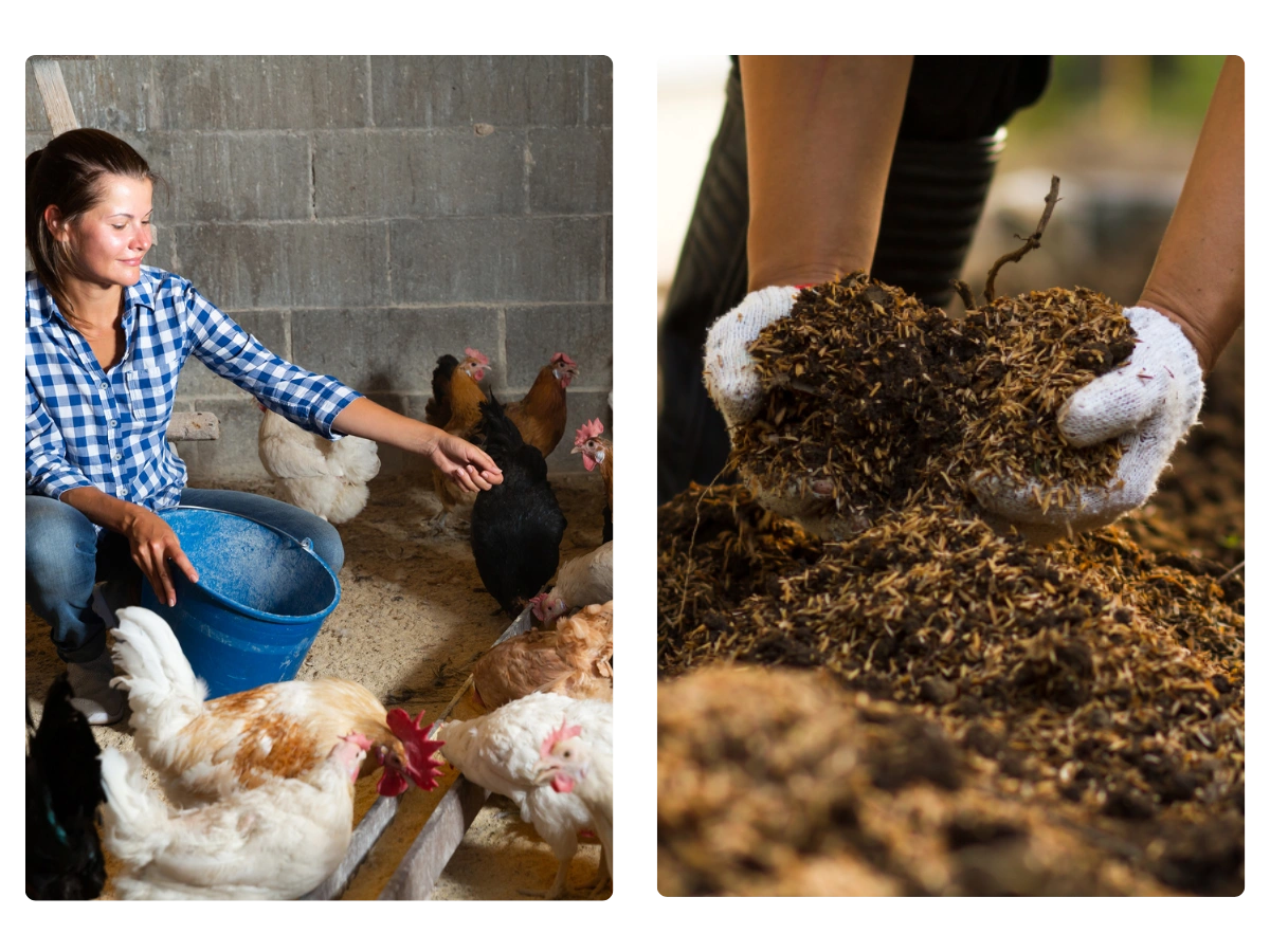 About Us at BFA - woman feeding chickens and fertiliser in garden